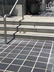 Passer domesticus
