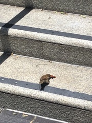 Passer domesticus
