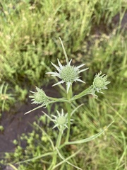 Eryngium aquaticum