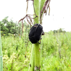 Cotinis mutabilis atrata