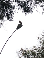 Parabuteo unicinctus