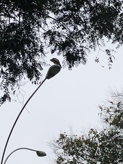 Parabuteo unicinctus