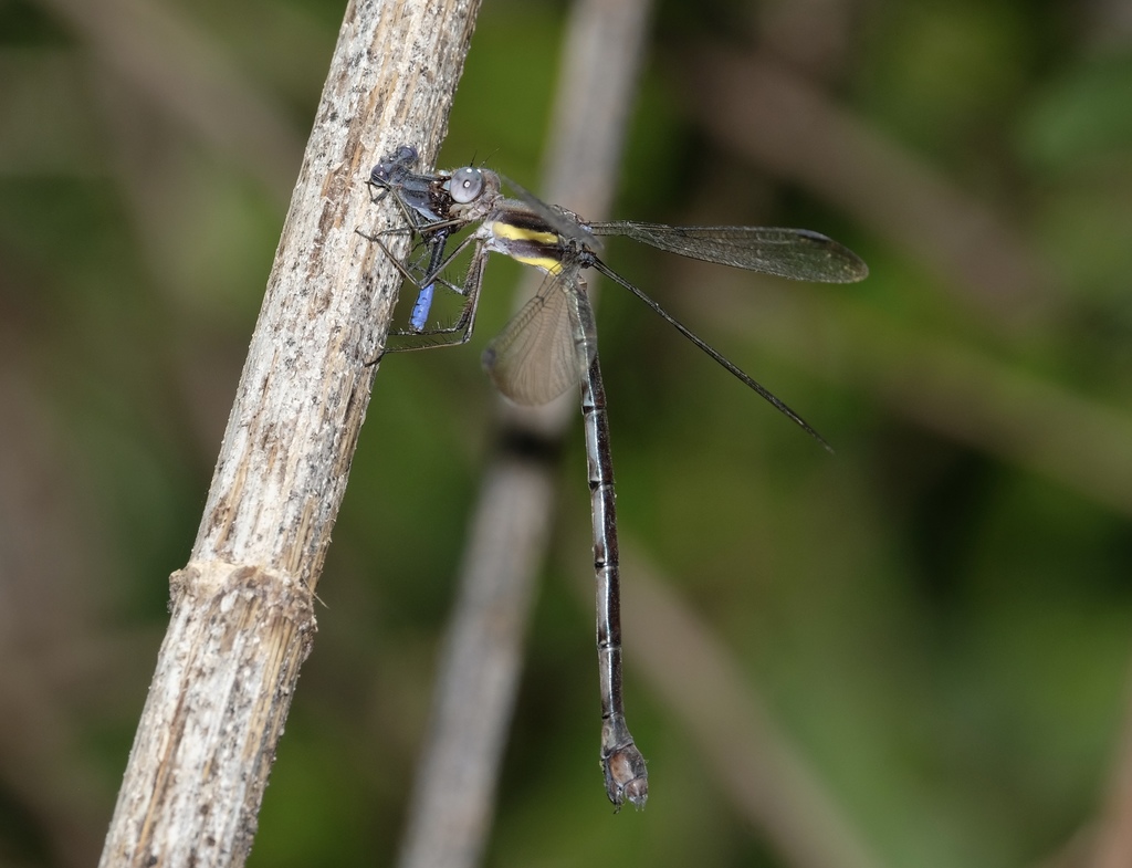 Great Spreadwing