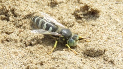 Bembix americana spinolae