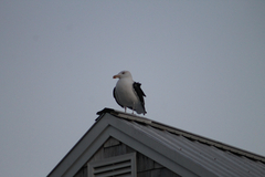 Larus marinus