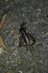 Duolandrevus coulonianus