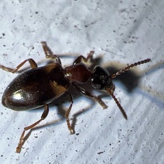 Omonadus formicarius