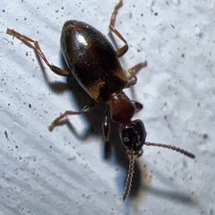 Omonadus formicarius