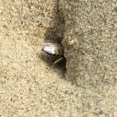 Philanthus albopilosus