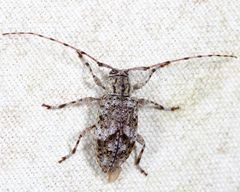 Astylopsis collaris