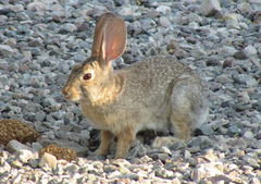 Sylvilagus audubonii