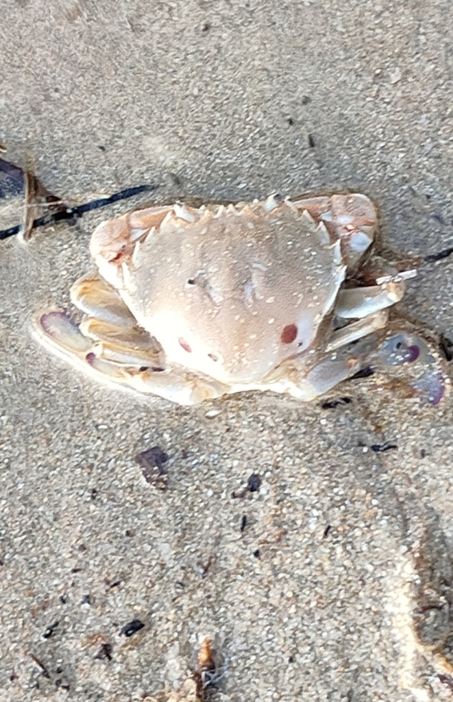 Surf Crab from Blairgowrie Yacht Squadron/Point Nepean Rd, Blairgowrie ...