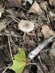 Pluteus deceptivus