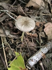 Pluteus deceptivus