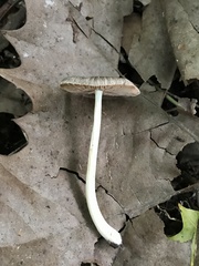 Pluteus deceptivus