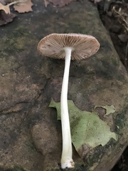 Pluteus deceptivus