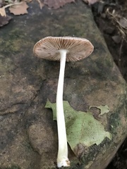 Pluteus deceptivus