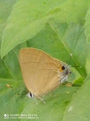 Deudorigini