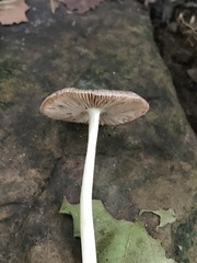 Pluteus deceptivus
