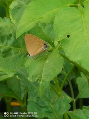 Deudorigini