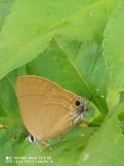 Deudorigini