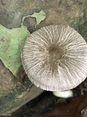 Pluteus deceptivus