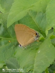 Deudorigini