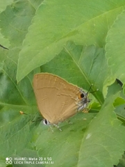 Deudorigini