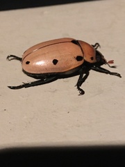Pelidnota punctata