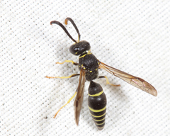 Ancistrocerus antilope