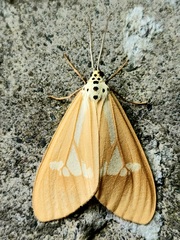 Nyctemera luzonensis