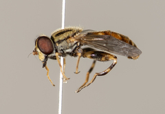 Anasimyia distincta