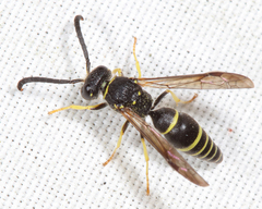 Ancistrocerus antilope