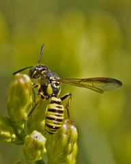 Eucerceris provancheri