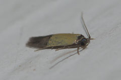 Opogona dimidiatella