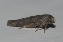 Blastobasidae