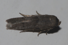 Blastobasidae