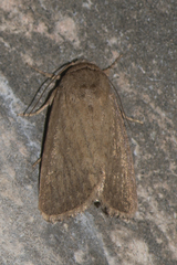 Lepidoptera