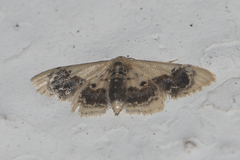 Idaea