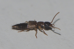 Lithocharis
