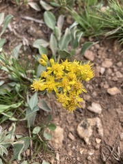 Senecio wootonii