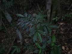 Virola bicuhyba