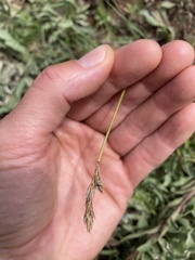 Carex siccata
