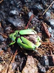 Chrysina psittacina