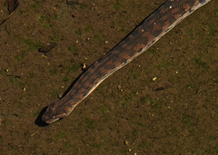 Acrochordus arafurae