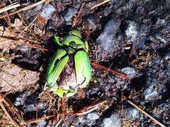 Chrysina psittacina
