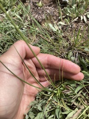 Carex siccata