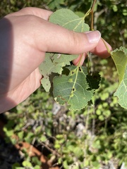 Phyllocoptes didelphis