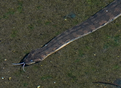 Acrochordus arafurae