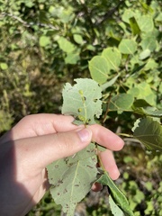 Phyllocoptes didelphis